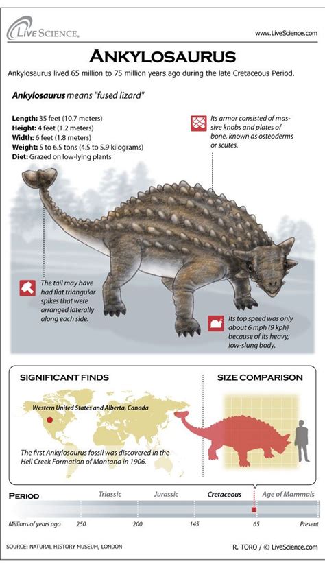 ankylosaurus facts and pictures.